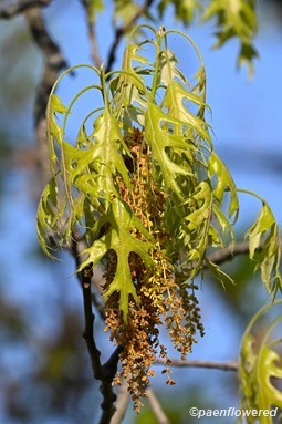 Catkins