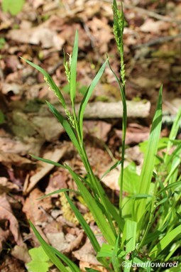 Plant with spikelets