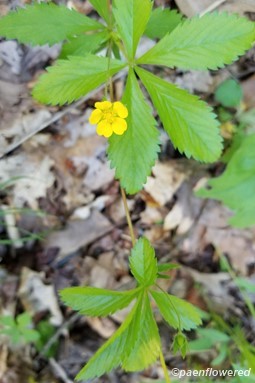Plant form & habitat