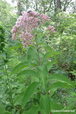Inflorescence & leaves