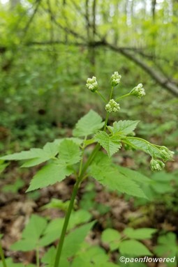 Plant in early flower