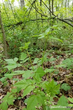 Plant form & habitat