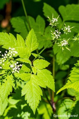 Plant in early fruit