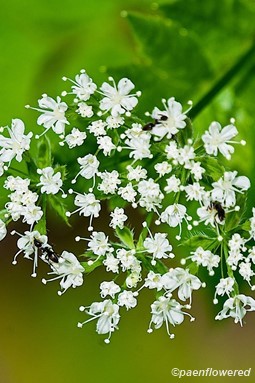Umbel inflorescence
