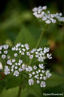 Plant in flower