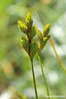 Spikelets