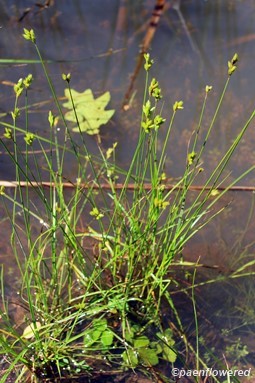 Clump of culms with spikelets