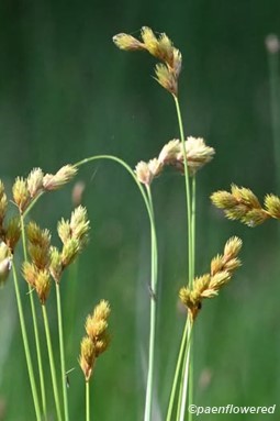 Spikelets