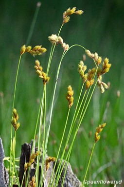Plant form