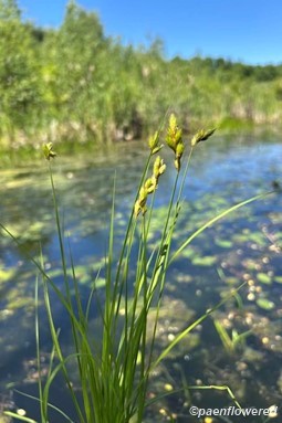 Plant form