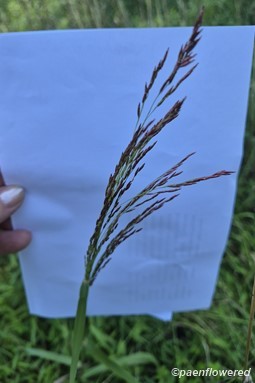 Plant form