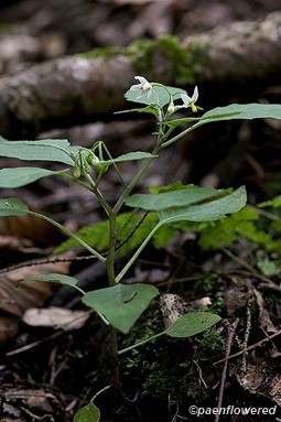 Eastern Black Nightshade - Flora of Pennsylvania