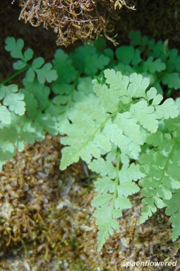 MacKay's brittle fern