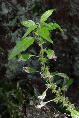 Plant in flower