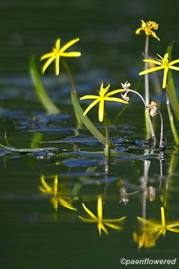 Plants in flower