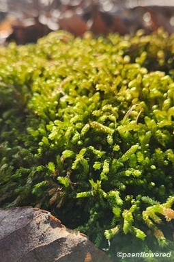Silver moss patch