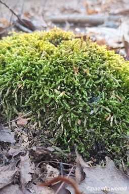 Silver moss