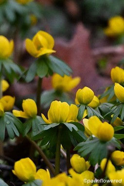 Plants in flower