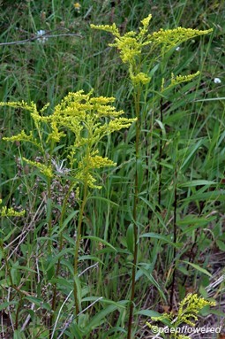 Plants in flower