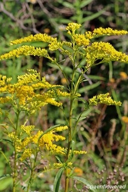 Plants in flower