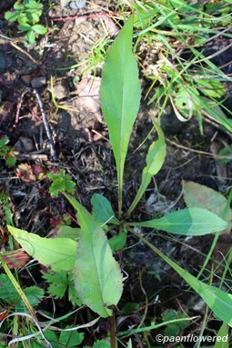 Basal leaves