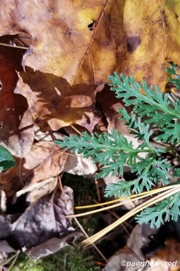 Blunt lobed &  dissected grape ferns