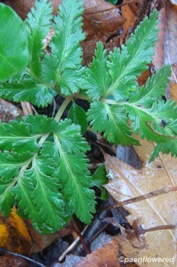 With oak leaf