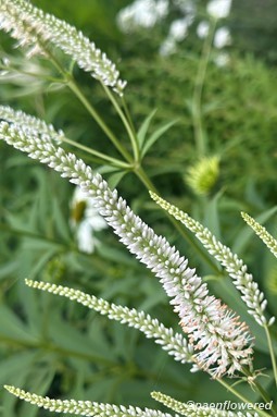 Plant in bloom