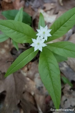 Flowers and leaves