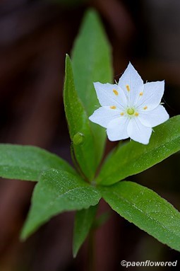 Flower with leaves