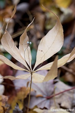 Fruiting plant in the fall