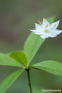 Flower with leaves