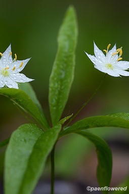 Flowers with leaves