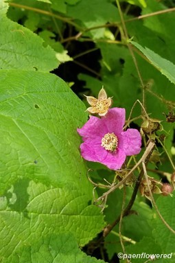 Purple-flowering raspberry