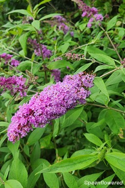 Inflorescences & leaves