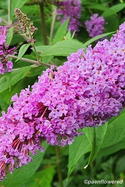 Inflorescence