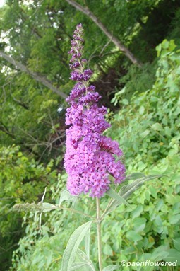 Plant in flower