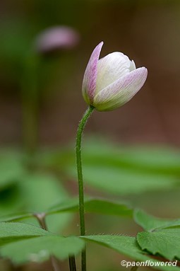 Opening flower with leaves