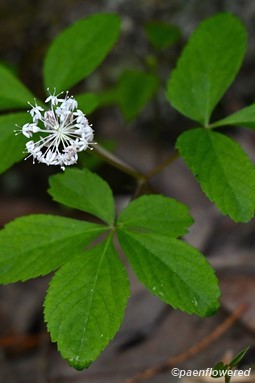 Plant in flower
