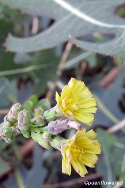 Prickly lettuce