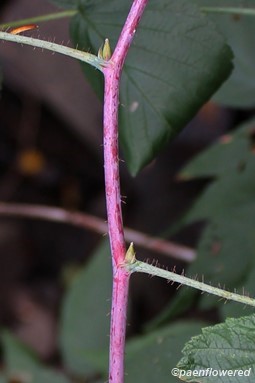 Red Raspberry - Flora of Pennsylvania