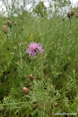 Spotted knapweed