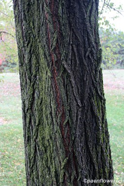 Bark