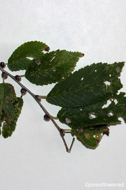 Ulmus