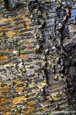 Old bark