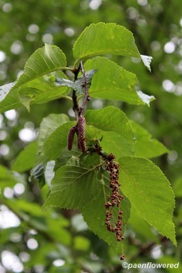 Branch with leaves and staminate catkins