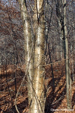 Trees in winter condition