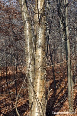Trees in winter condition