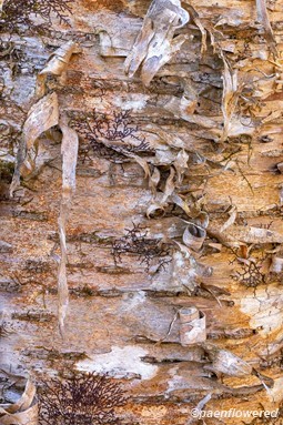 Peeling bark