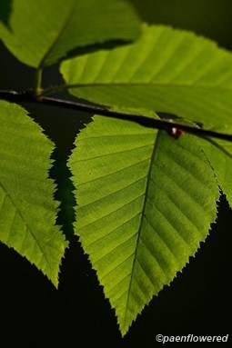 Leaves